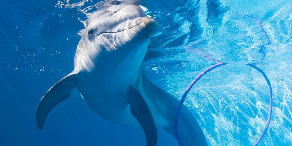 winter-the-dolphin-at-clearwater-marine-aquarium-best-florida-experiences-2022