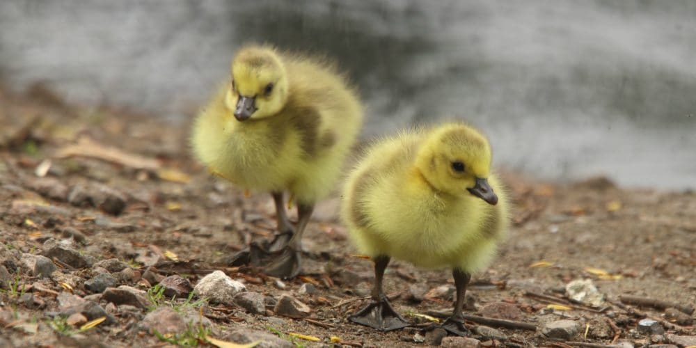 Easter holiday activities for the family, ducklings at Walthamstow Wetlands
