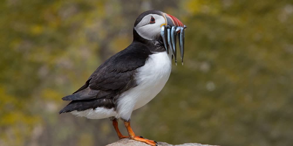 Irish Puffin