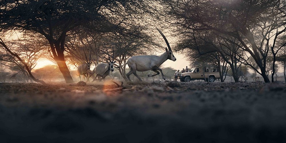 arabian-wildlife-park-sir-bani-yas-island-holidays-to-abu-dhabi