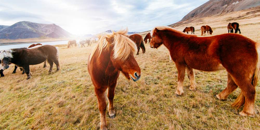 best family holiday destinations 2019, Icelandic ponies