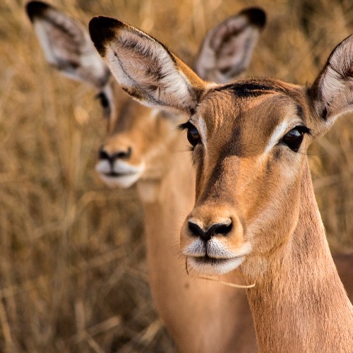 impala-kruger-national-park-david-tomaseti
