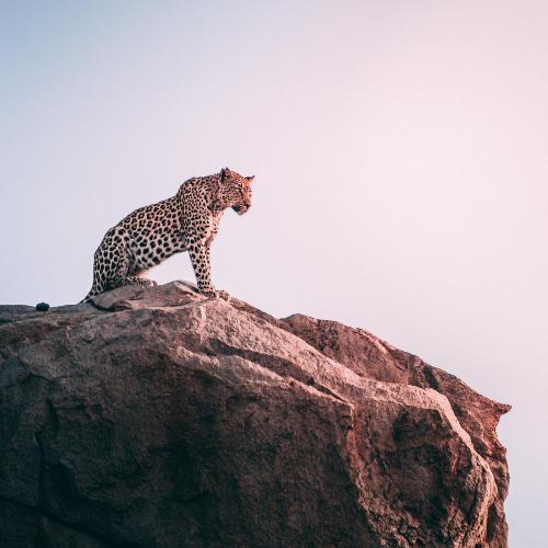 leopard-kruger-national-park-geranimo