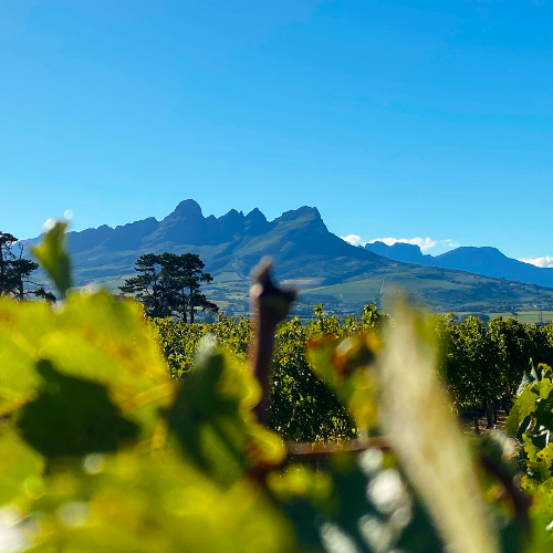 somerset-west-vineyards-south-africa-reme-le-hane