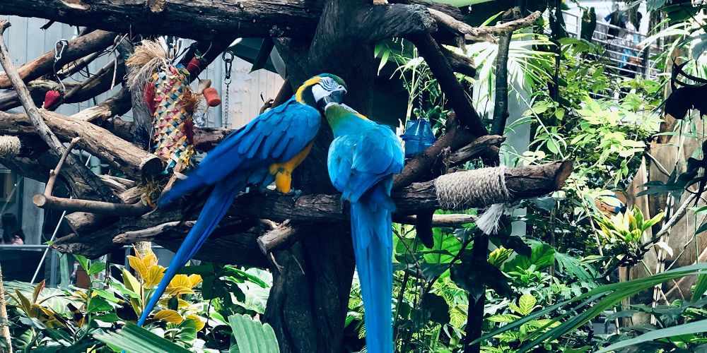 blue-macaws-california-academy-of-sciences-tropical-rainforest