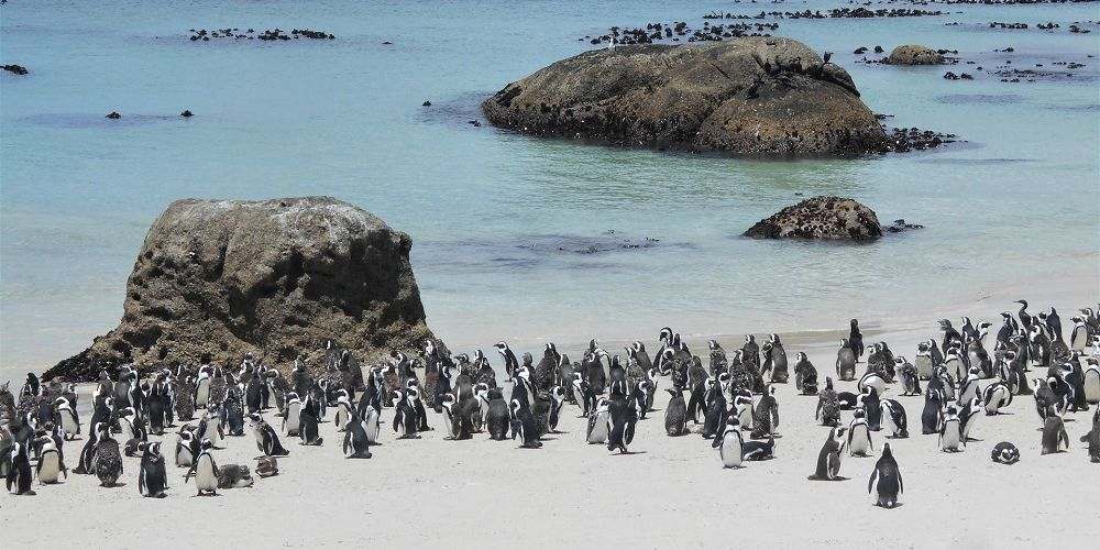 african-penguin-colony-boulders-beach-south-africa