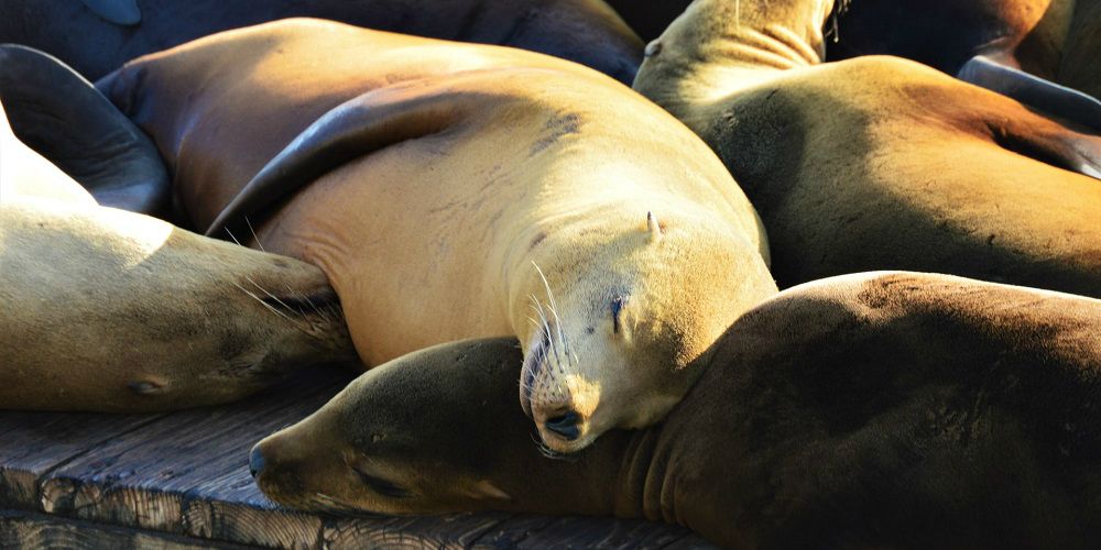 sea-lions-pier-39-fishermans-wharf-california