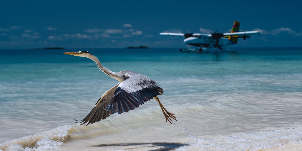 heron-seaplane-flying-over-beach-maldives-muhammadh-saamy