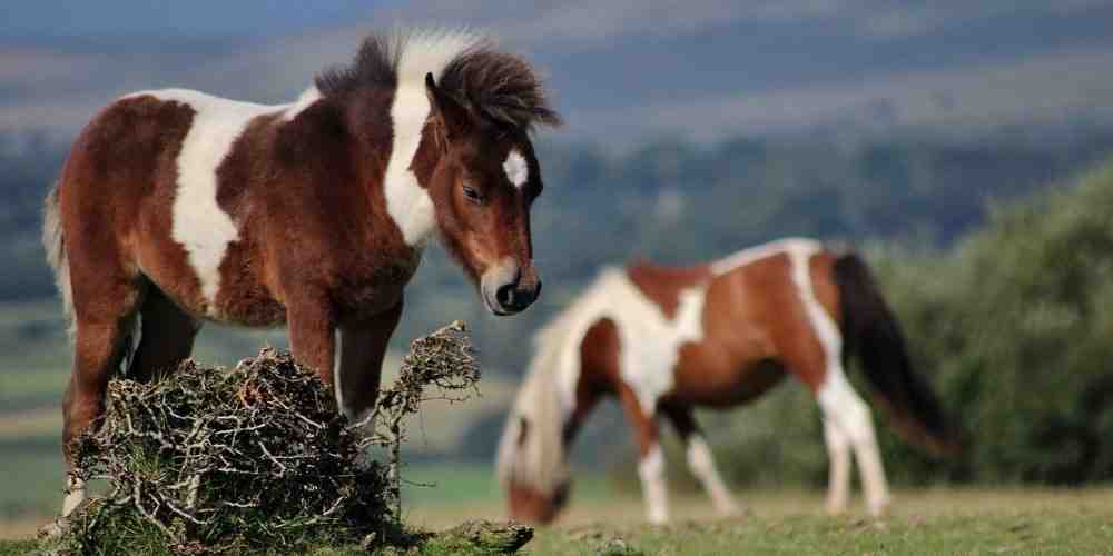 UK National Park