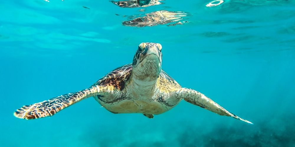 sea-turtle-underwater-family-vacations