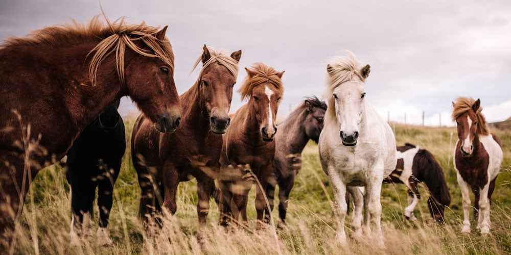 Best family adventures in Iceland for kids of all ages