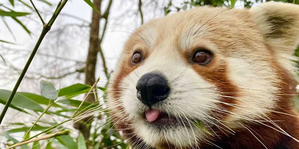 Paradise Wildlife Park red panda
