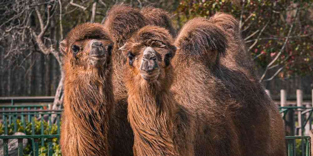 Paradise Wildlife Park camels