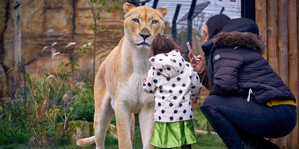 Paradise Wildlife Park child watching lions