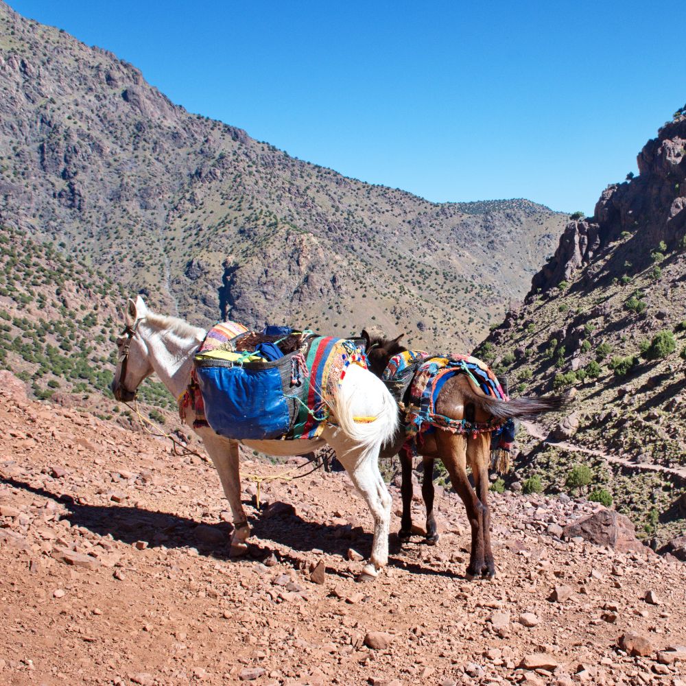 mules-high-atlas-mountains-morocco-with-kids