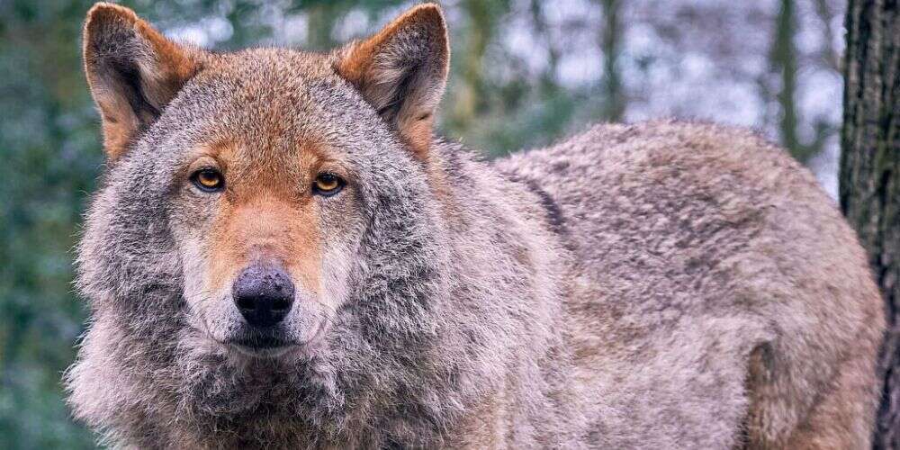 Paradise Wildlife Park European Wolf Wolf Weekends October 2021