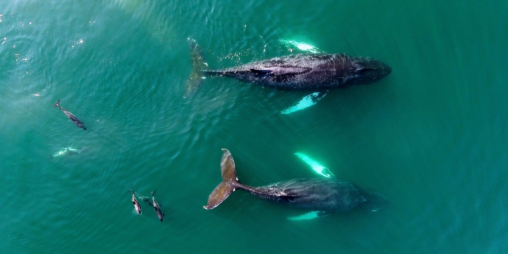 Bay of Fundy whales and dolphins Nova Scotia summer breaks 2022