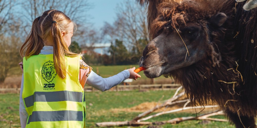 Givskud Zoo little girl feeding camels ©Jesper Grønnemark