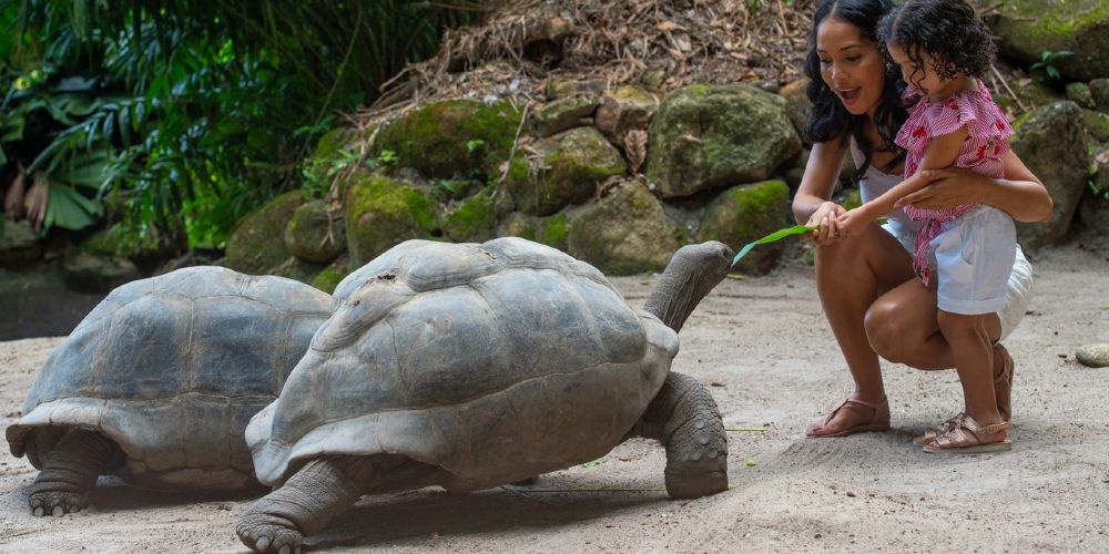 child feeding two giant Aldabra tortoise on Mahe island 