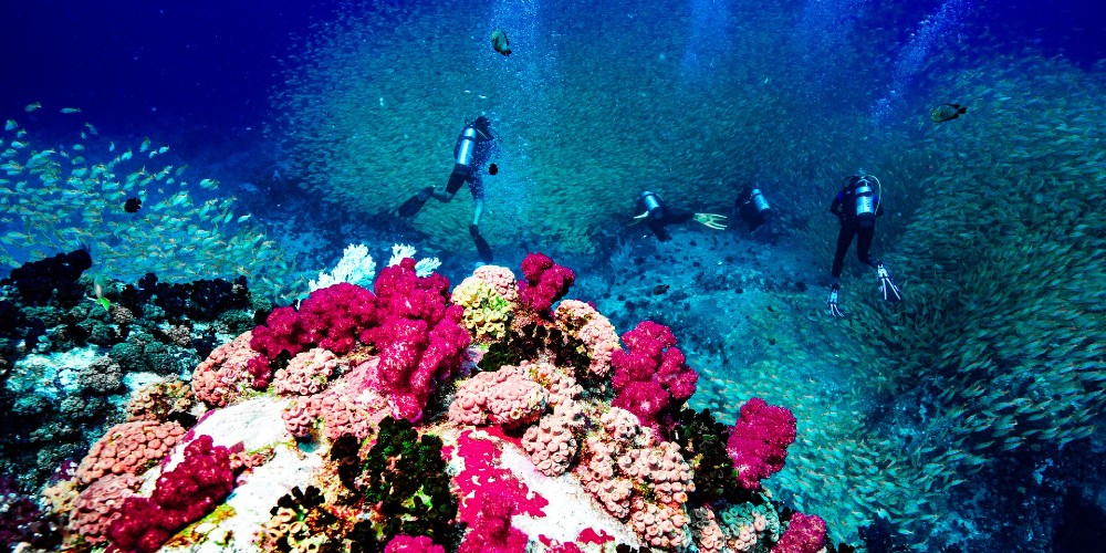 diving-round-coral-reefs-indian-ocean