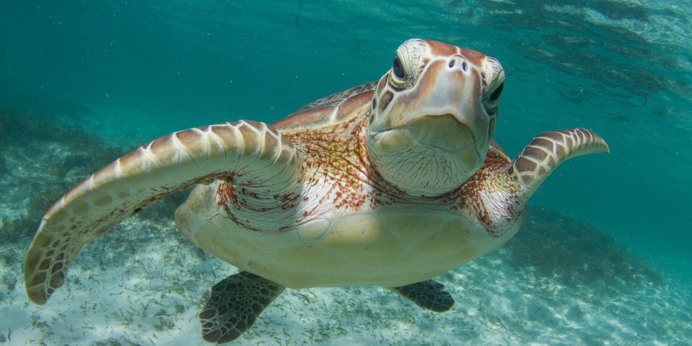 sea-turtle-the-seychelles-family-holidays
