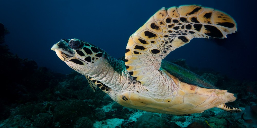 hawksbill-turtle-extreme-close-up-swimming-underwater-kris-mikael-krister 