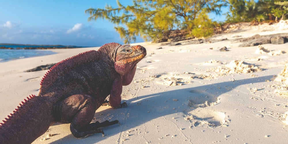 large-iguana-on-sandy-beach-bahamas-fun-caribbean-island-vacations