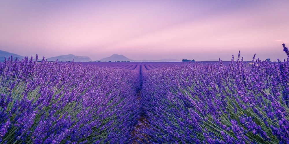 lavender-fields-at-sunset-in-summer-valensole-provence-france-antony-bec 
