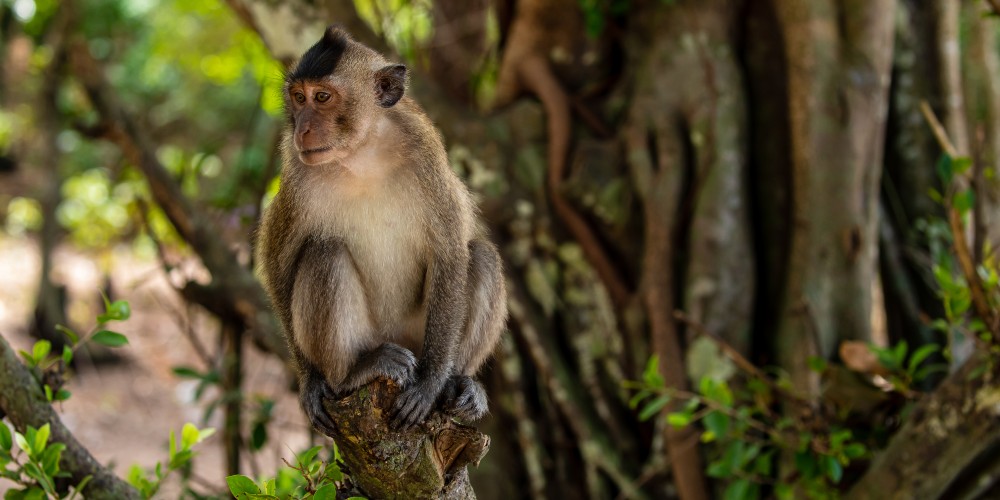 macaque-in-rainforest-con-dao-vietnam-secret-islands-in-asia