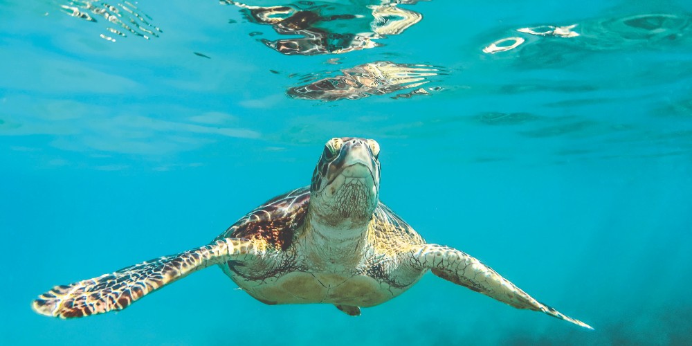 sea-turtle-close-up-swimming-underwater-barbados-cedric-frixon