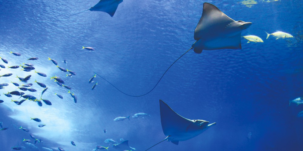 stingray-with-shoals-of-tropical-fish-underwater-family-eco-adventures-2022-sense-atelier