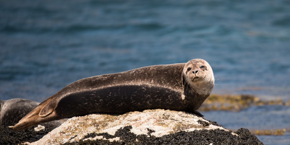 seal-basking-on-rocks-staffa-Scotland-guide-by-family-traveller-ramon-vloon 