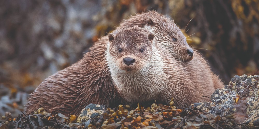 two-young-otters-playing-on-seaweed-beach-isle-of-mull-scotland-holidays