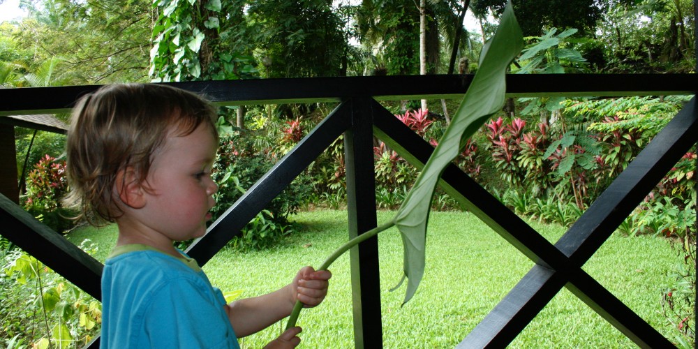 child-in-blue-tee-shirt-holding-giant-leaf-standing-on-verandah-overlooking-tropical-gardens-borneo