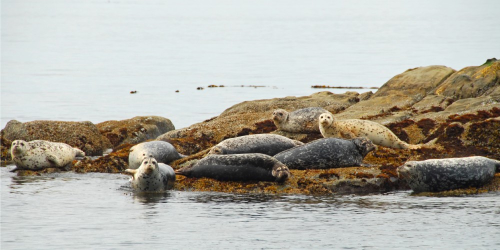 seals-resting-on-rocks-georgia-strait-vancouver-british-columbia-summer-holidays-2022
