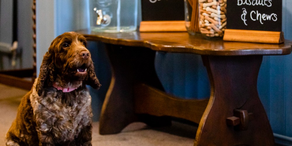 spaniel-with-dog-treats-dog-friendly-beachcroft-hotel-and-beach-huts-west-sussex-coast-2022