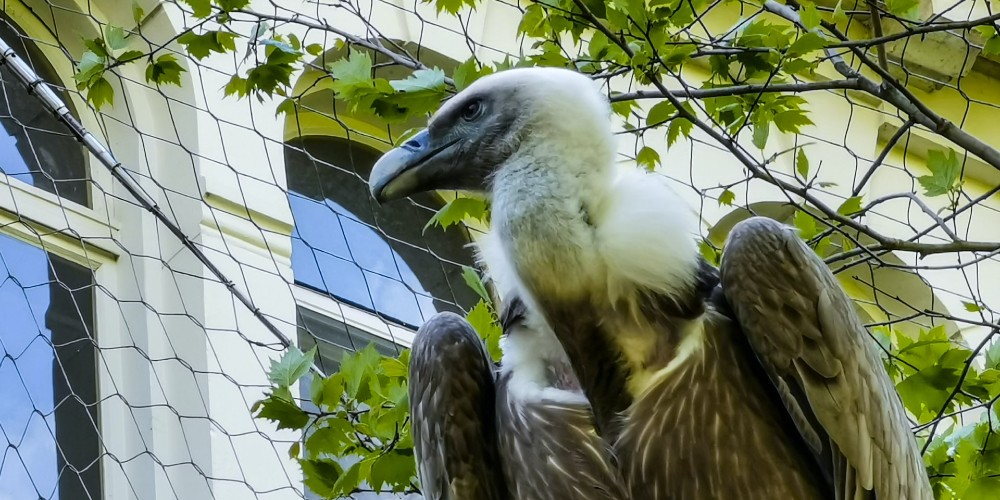 vulture-artis-zoo-amsterdam-bryan-dijkhuizen-2022 