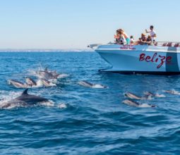 dolphin-watching-albufeira-boat-tours-algarve-family-activities-portugal-holidays-2022