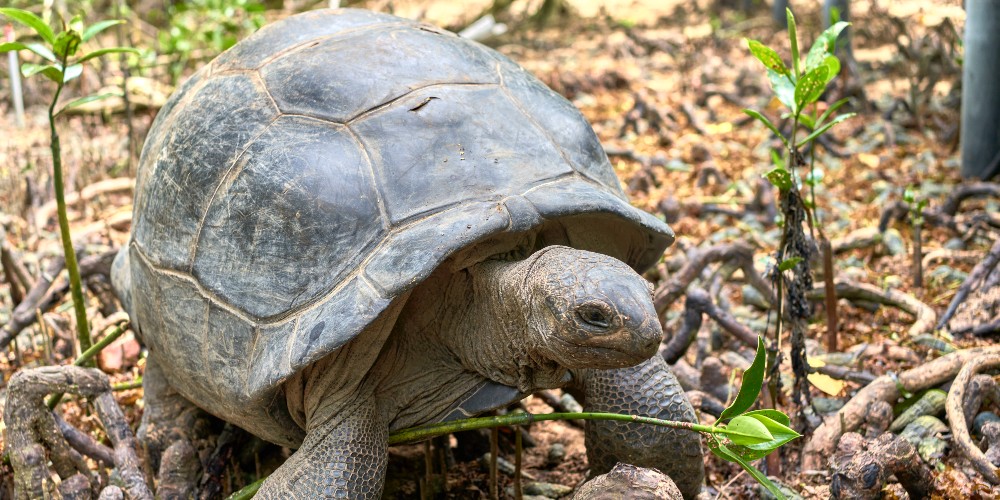giant-aldabra-tortoise-curieuse-island-indian-ocean-variety-cruises-photo-credit-alvaro-laforet-2022
