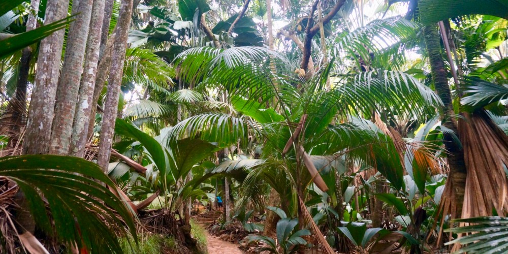 vallee-de-mai-praslin-island-coco-de-mer-palms-pathway-seychelles-holidays-2022