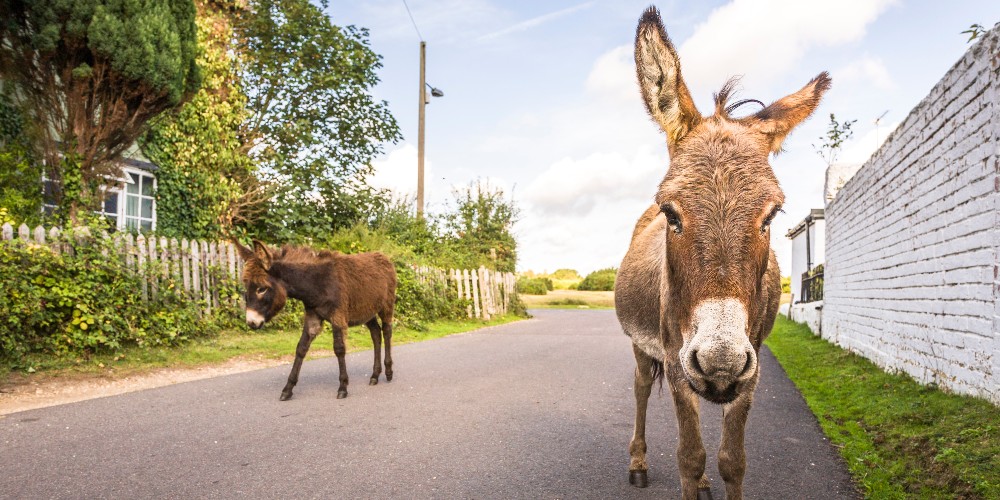 donkeys-hampshire-new-forest