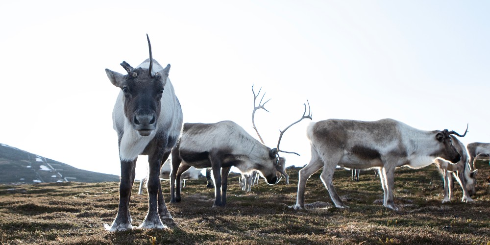 free-roaming-reindeer-scotland