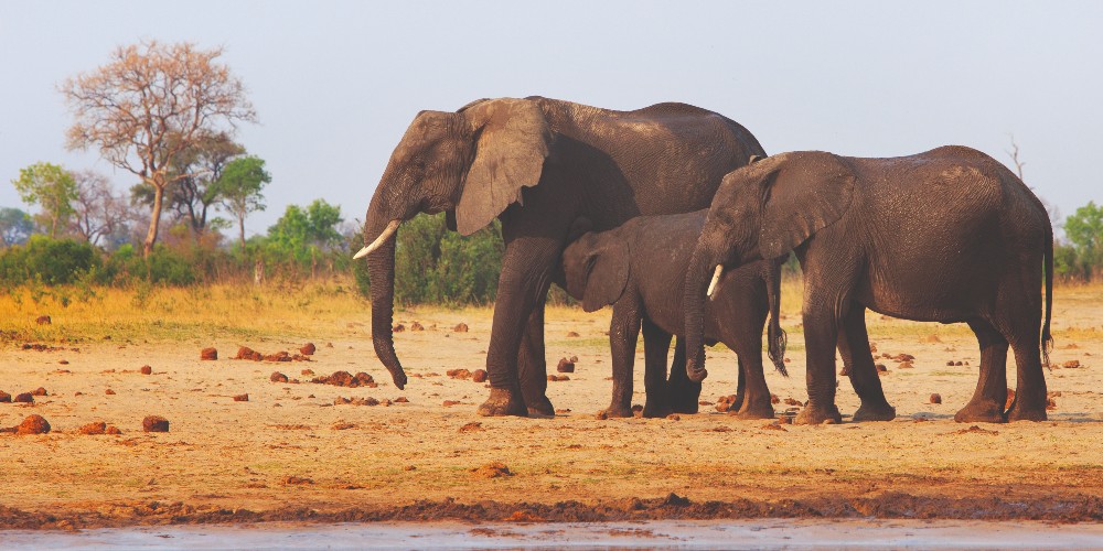 elephants-watering-hole-kruger-national-park-safari-south-africa
