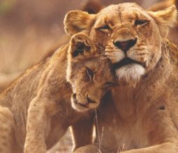 lioness-lion-cub-kruger-national-park-south-africa