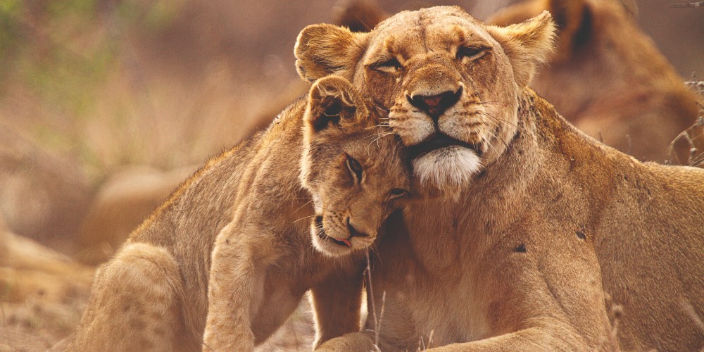 lioness-lion-cub-kruger-national-park-south-africa