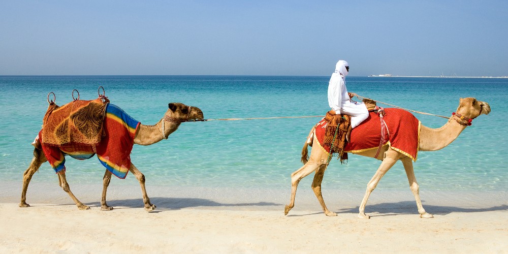 dubai-beach-camels-led-across-sands-2022