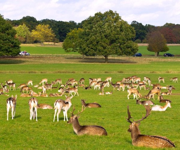 richmond-park-herd-of-deer-london-2022