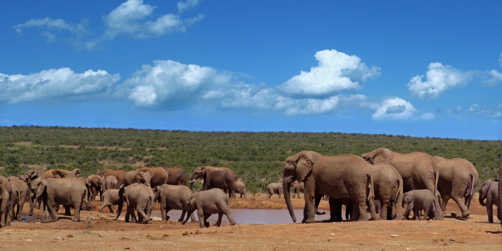 addo-elephant-park-port-elizabeth-winter-sun-destination-south-africa