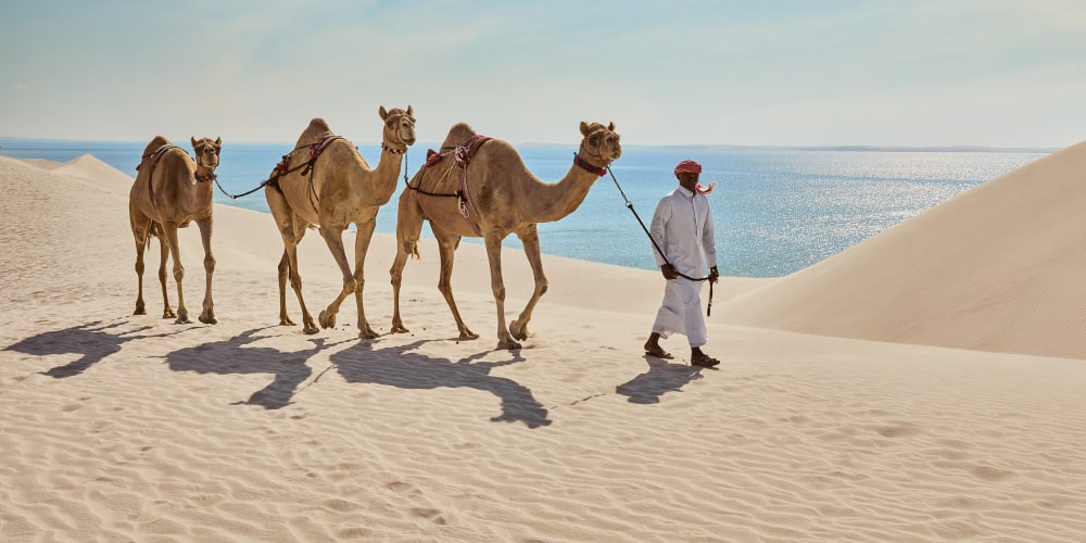inland sea camels Qatar activities