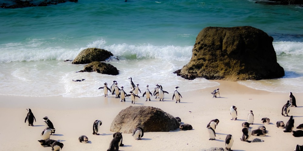 penguins-boulders-beach-simons-town-south-africa-casey-allen-tripbeat-2022